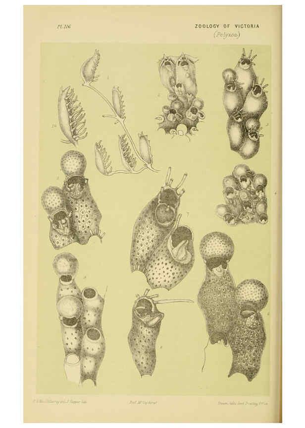 Reproducción/Reproduction 6008515006: Natural history of Victoria. Dec.11-15 Melbourne,J.Ferres, government printer;1885-90