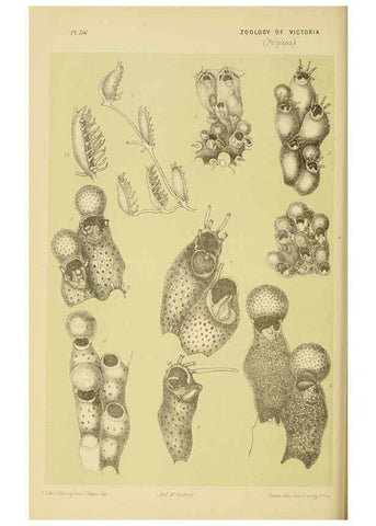 Reproducción/Reproduction 6008515006: Natural history of Victoria. Dec.11-15 Melbourne,J.Ferres, government printer;1885-90