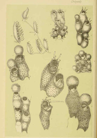 Reproducción/Reproduction 6008515006: Natural history of Victoria. Dec.11-15 Melbourne,J.Ferres, government printer;1885-90
