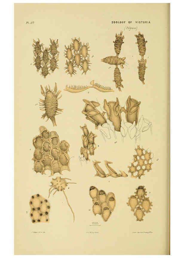Reproducción/Reproduction 6008515122: Natural history of Victoria. Dec.11-15 Melbourne,J.Ferres, government printer;1885-90