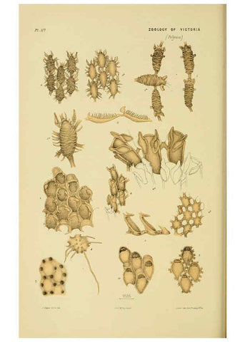 Reproducción/Reproduction 6008515122: Natural history of Victoria. Dec.11-15 Melbourne,J.Ferres, government printer;1885-90
