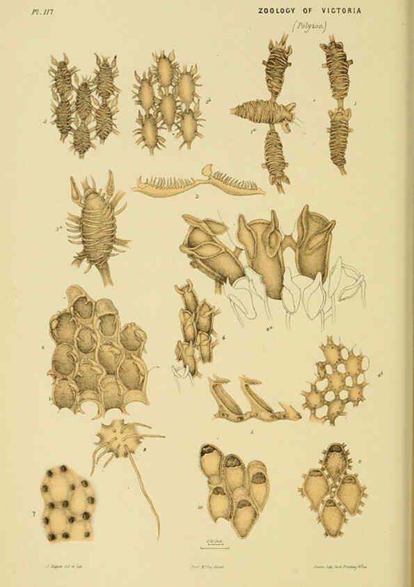 Reproducción/Reproduction 6008515122: Natural history of Victoria. Dec.11-15 Melbourne,J.Ferres, government printer;1885-90