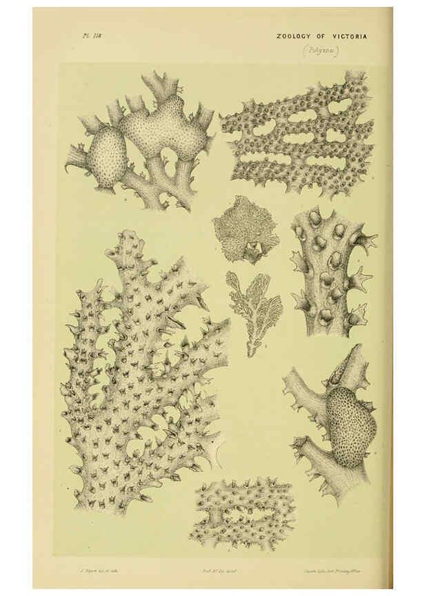 Reproducción/Reproduction 6008515298: Natural history of Victoria. Dec.11-15 Melbourne,J.Ferres, government printer;1885-90