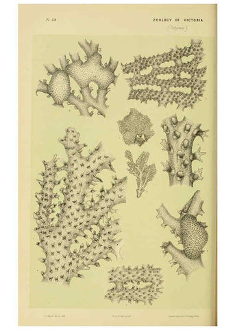 Reproducción/Reproduction 6008515298: Natural history of Victoria. Dec.11-15 Melbourne,J.Ferres, government printer;1885-90