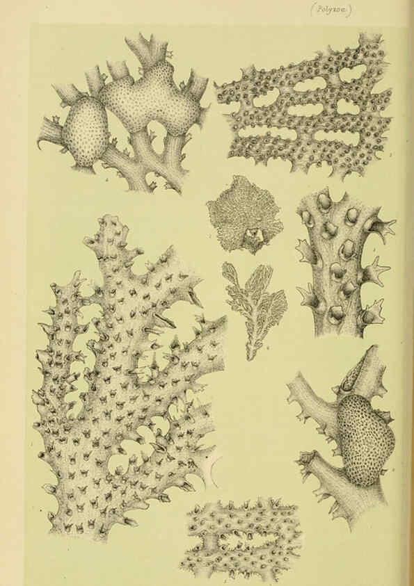 Reproducción/Reproduction 6008515298: Natural history of Victoria. Dec.11-15 Melbourne,J.Ferres, government printer;1885-90