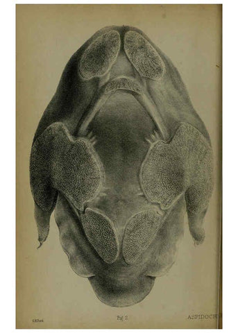 Reproducción/Reproduction 6006199960: Proceedings of the Zoological Society of London. 1860. London :Academic Press, [etc.],1833-1965