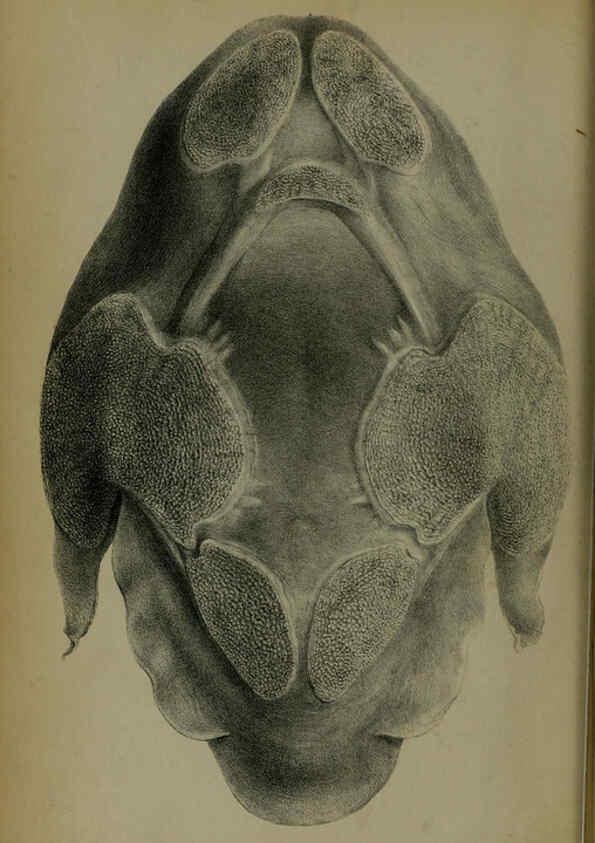 Reproducción/Reproduction 6006199960: Proceedings of the Zoological Society of London. 1860. London :Academic Press, [etc.],1833-1965