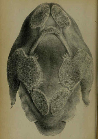 Reproducción/Reproduction 6006199960: Proceedings of the Zoological Society of London. 1860. London :Academic Press, [etc.],1833-1965
