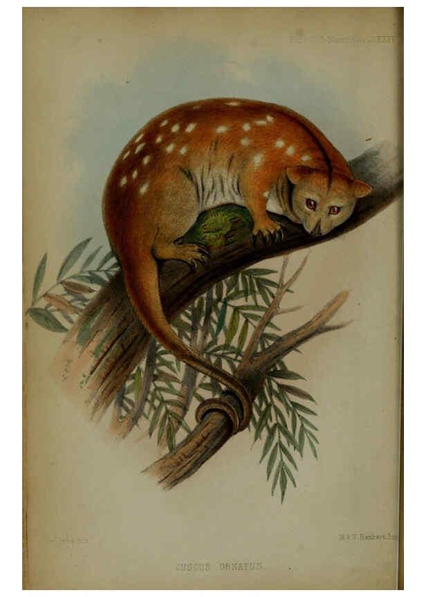 Reproducción/Reproduction 6005655957: Proceedings of the Zoological Society of London. 1860. London :Academic Press, [etc.],1833-1965