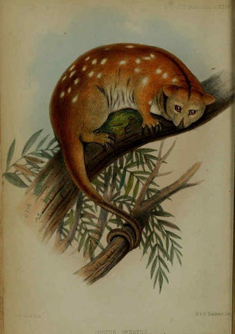 Reproducción/Reproduction 6005655957: Proceedings of the Zoological Society of London. 1860. London :Academic Press, [etc.],1833-1965