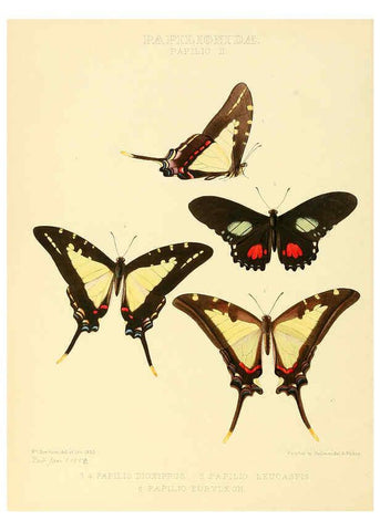 Reproducción/Reproduction 6006129432: Illustrations of new species of exotic butterflies v.1 London :John Van Voorst,[1856]-1876