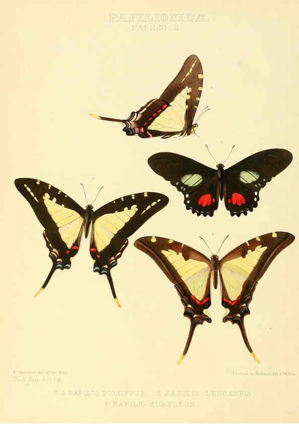 Reproducción/Reproduction 6006129432: Illustrations of new species of exotic butterflies v.1 London :John Van Voorst,[1856]-1876