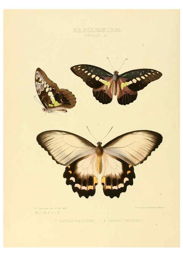 Reproducción/Reproduction 6006129714: Illustrations of new species of exotic butterflies v.1 London :John Van Voorst,[1856]-1876