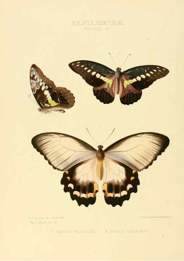 Reproducción/Reproduction 6006129714: Illustrations of new species of exotic butterflies v.1 London :John Van Voorst,[1856]-1876