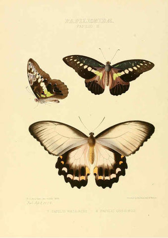 Reproducción/Reproduction 6006129714: Illustrations of new species of exotic butterflies v.1 London :John Van Voorst,[1856]-1876