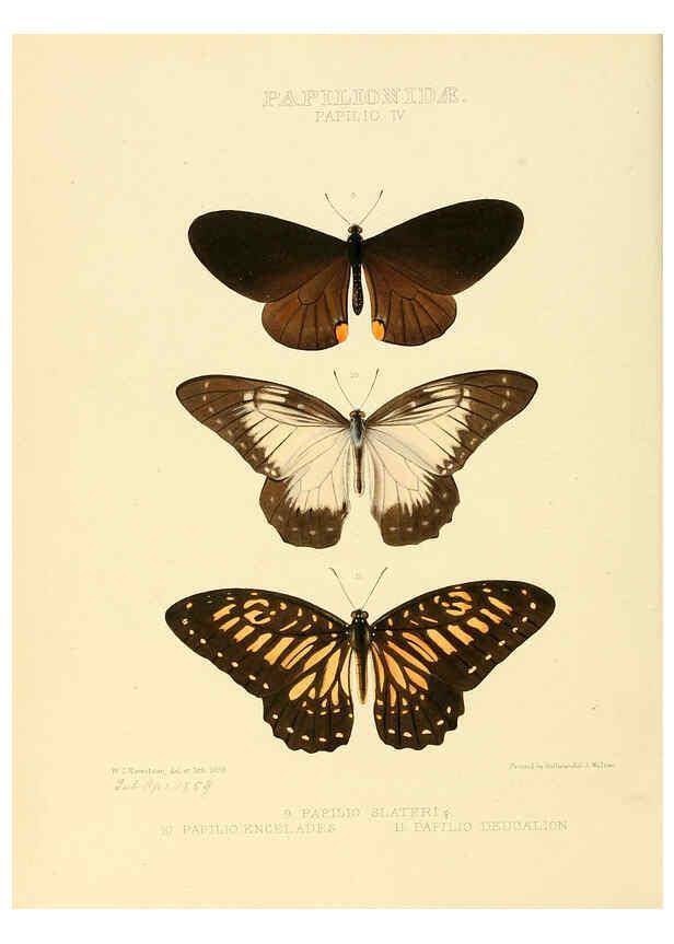 Reproducción/Reproduction 6006129954: Illustrations of new species of exotic butterflies v.1 London :John Van Voorst,[1856]-1876