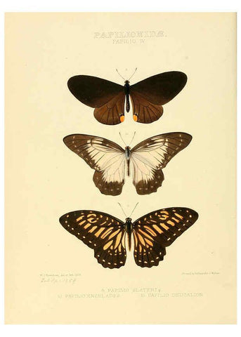 Reproducción/Reproduction 6006129954: Illustrations of new species of exotic butterflies v.1 London :John Van Voorst,[1856]-1876