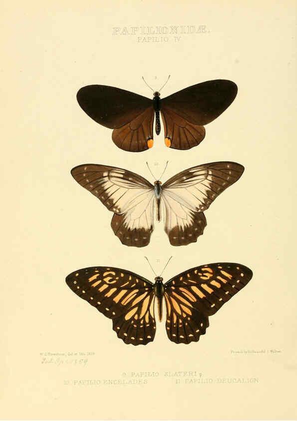 Reproducción/Reproduction 6006129954: Illustrations of new species of exotic butterflies v.1 London :John Van Voorst,[1856]-1876