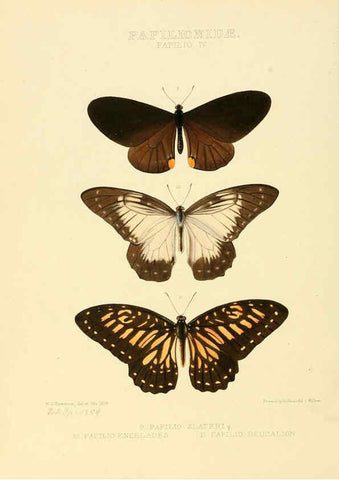 Reproducción/Reproduction 6006129954: Illustrations of new species of exotic butterflies v.1 London :John Van Voorst,[1856]-1876
