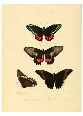 Reproducción/Reproduction 6005587569: Illustrations of new species of exotic butterflies v.1 London :John Van Voorst,[1856]-1876