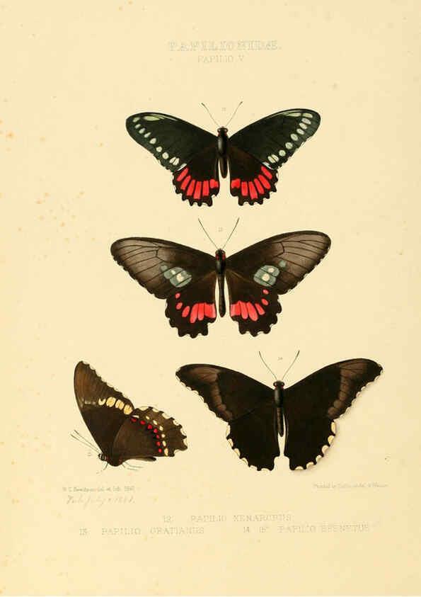 Reproducción/Reproduction 6005587569: Illustrations of new species of exotic butterflies v.1 London :John Van Voorst,[1856]-1876
