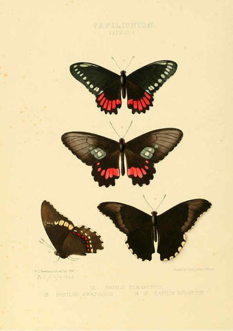 Reproducción/Reproduction 6005587569: Illustrations of new species of exotic butterflies v.1 London :John Van Voorst,[1856]-1876