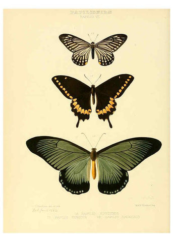 Reproducción/Reproduction 6006130440: Illustrations of new species of exotic butterflies v.1 London :John Van Voorst,[1856]-1876