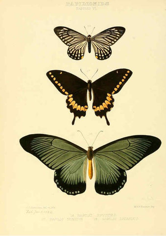 Reproducción/Reproduction 6006130440: Illustrations of new species of exotic butterflies v.1 London :John Van Voorst,[1856]-1876