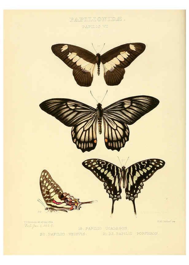 Reproducción/Reproduction 6005588085: Illustrations of new species of exotic butterflies v.1 London :John Van Voorst,[1856]-1876