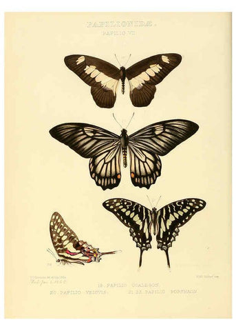Reproducción/Reproduction 6005588085: Illustrations of new species of exotic butterflies v.1 London :John Van Voorst,[1856]-1876