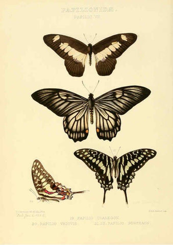 Reproducción/Reproduction 6005588085: Illustrations of new species of exotic butterflies v.1 London :John Van Voorst,[1856]-1876