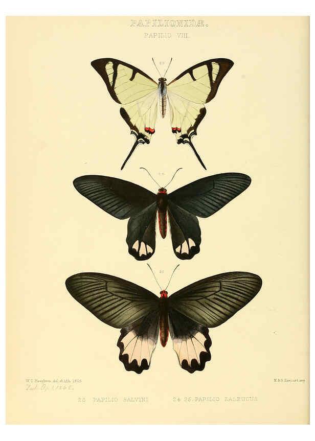 Reproducción/Reproduction 6006131068: Illustrations of new species of exotic butterflies v.1 London :John Van Voorst,[1856]-1876