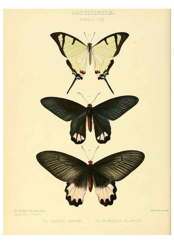 Reproducción/Reproduction 6006131068: Illustrations of new species of exotic butterflies v.1 London :John Van Voorst,[1856]-1876