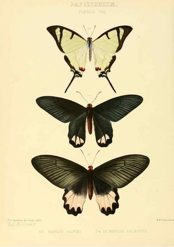 Reproducción/Reproduction 6006131068: Illustrations of new species of exotic butterflies v.1 London :John Van Voorst,[1856]-1876