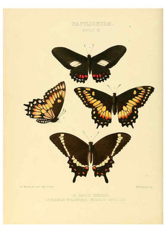 Reproducción/Reproduction 6005588729: Illustrations of new species of exotic butterflies v.1 London :John Van Voorst,[1856]-1876