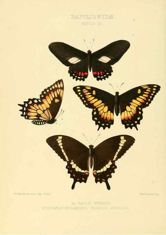 Reproducción/Reproduction 6005588729: Illustrations of new species of exotic butterflies v.1 London :John Van Voorst,[1856]-1876