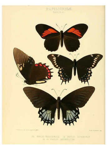 Reproducción/Reproduction 6005589231: Illustrations of new species of exotic butterflies v.1 London :John Van Voorst,[1856]-1876