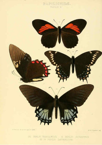 Reproducción/Reproduction 6005589231: Illustrations of new species of exotic butterflies v.1 London :John Van Voorst,[1856]-1876