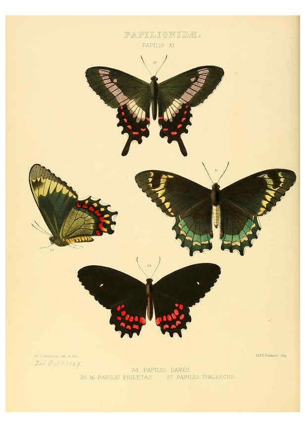 Reproducción/Reproduction 6006132094: Illustrations of new species of exotic butterflies v.1 London :John Van Voorst,[1856]-1876