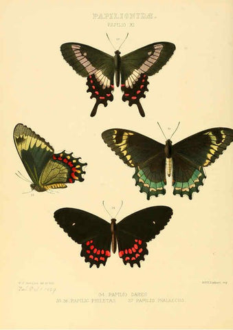 Reproducción/Reproduction 6006132094: Illustrations of new species of exotic butterflies v.1 London :John Van Voorst,[1856]-1876