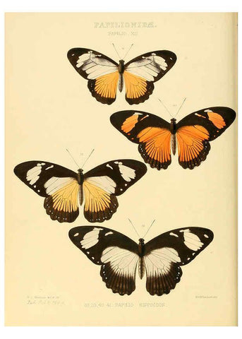Reproducción/Reproduction 6006132456: Illustrations of new species of exotic butterflies v.1 London :John Van Voorst,[1856]-1876