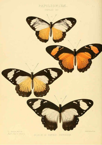 Reproducción/Reproduction 6006132456: Illustrations of new species of exotic butterflies v.1 London :John Van Voorst,[1856]-1876