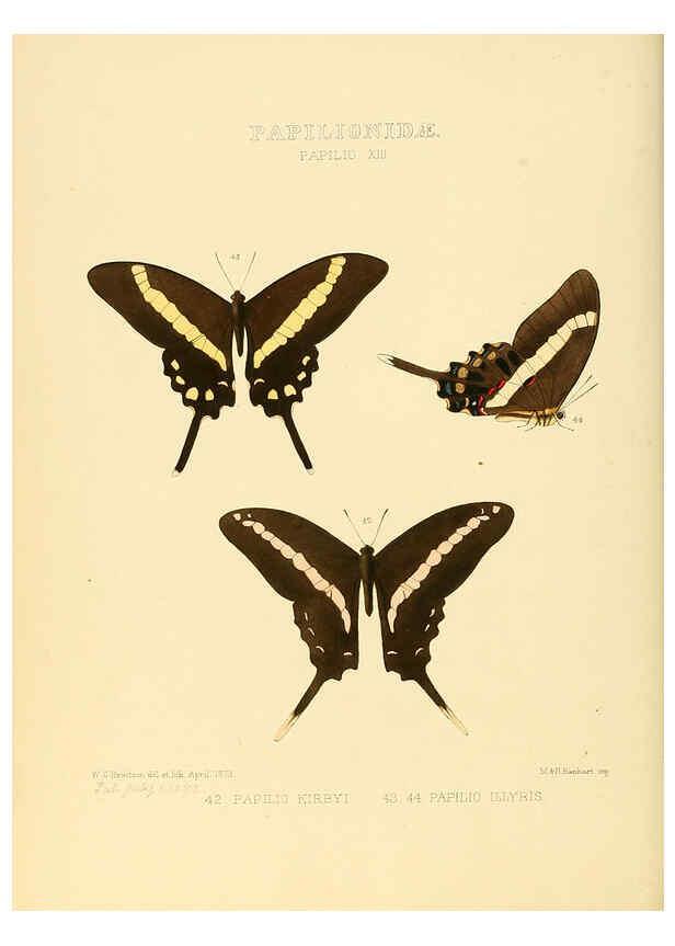 Reproducción/Reproduction 6005590303: Illustrations of new species of exotic butterflies v.1 London :John Van Voorst,[1856]-1876