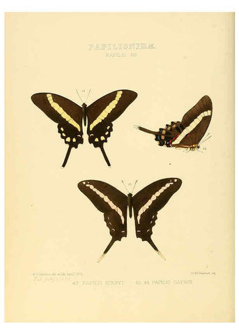 Reproducción/Reproduction 6005590303: Illustrations of new species of exotic butterflies v.1 London :John Van Voorst,[1856]-1876