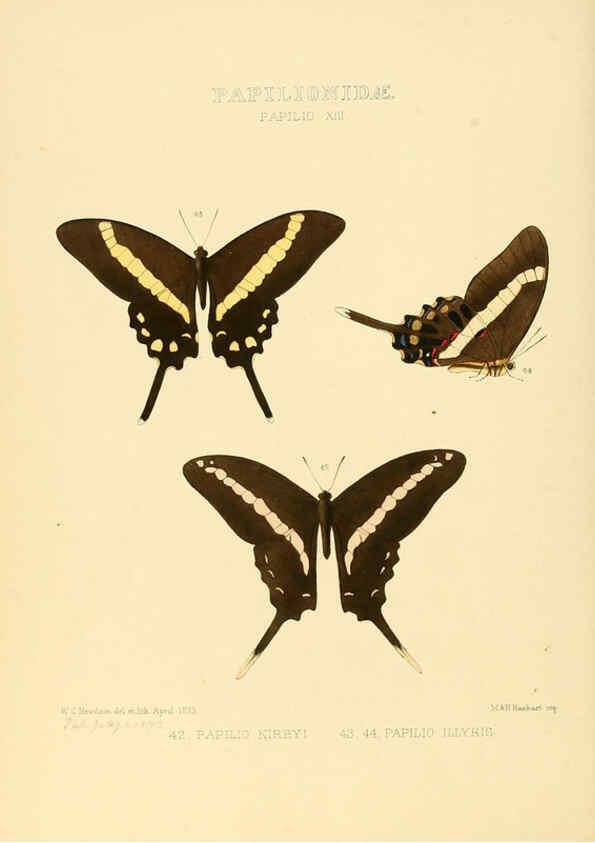 Reproducción/Reproduction 6005590303: Illustrations of new species of exotic butterflies v.1 London :John Van Voorst,[1856]-1876