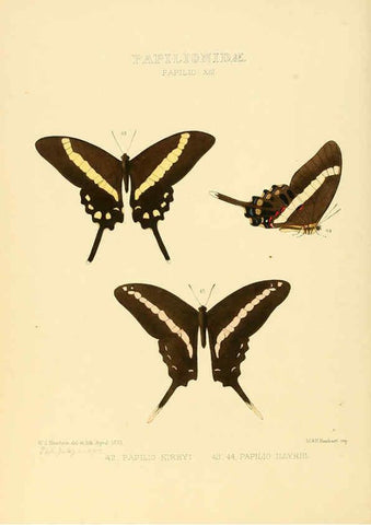 Reproducción/Reproduction 6005590303: Illustrations of new species of exotic butterflies v.1 London :John Van Voorst,[1856]-1876