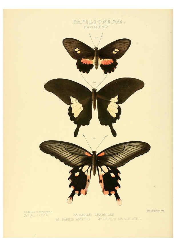 Reproducción/Reproduction 6005590517: Illustrations of new species of exotic butterflies v.1 London :John Van Voorst,[1856]-1876