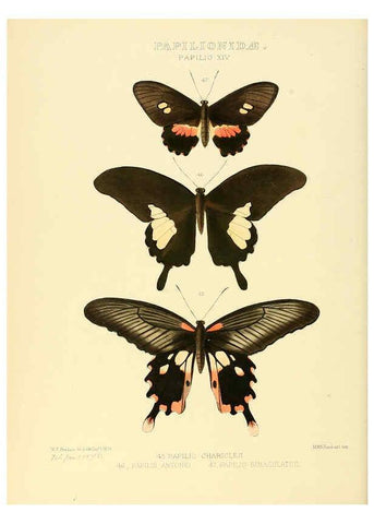 Reproducción/Reproduction 6005590517: Illustrations of new species of exotic butterflies v.1 London :John Van Voorst,[1856]-1876