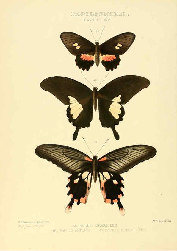 Reproducción/Reproduction 6005590517: Illustrations of new species of exotic butterflies v.1 London :John Van Voorst,[1856]-1876