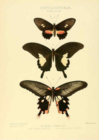 Reproducción/Reproduction 6005590517: Illustrations of new species of exotic butterflies v.1 London :John Van Voorst,[1856]-1876